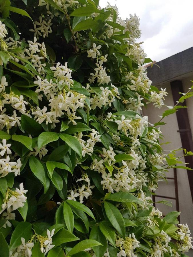 Apartments Orange บุดวา ภายนอก รูปภาพ